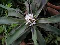 Silver Leaved Earth-Star